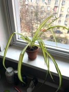 Zielistka Sternberga roślina doniczkowa + doniczka gliniana i podstawka