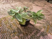 Tradescantia 'white Clone'