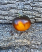 SUNSHINE BLUE NATALI Pomidor Kolekcjonerski 