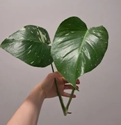 Monstera thai constellation