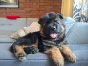 Owczarek Niemiecki Długowłosy FCI