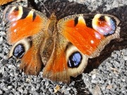 2 żarówki LED GU10 GROW do uprawy  roslin 