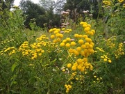 Wrotycz pospolity kwiat 50g z Bieszczad 