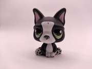 Littlest Pet Shop buldog