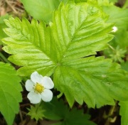 Poziomki sadzonki kwitnące 1szt bez gmo pestycydow dopalaczy chemi