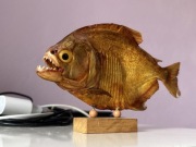 Pirania ryba odlew rzeźba dekoracja rybak