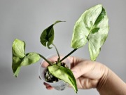 Syngonium Three Kings w hydroponice nr3