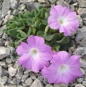 Pierwiosnek 'K.R. Wooster' Primula allionii