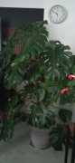 Przepiękna gęsta Monstera przeszło 1.5 metra wysokości 7 letnia 