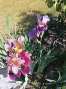 Dalia, irys, pstrolistki, floksy pachnące i inne ozdobne. Zestaw sadzonek 