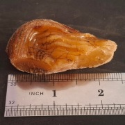 Bursztyn Surowy Naturalny Kolekcjonerski