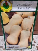 Dynia piżmowa 'Butternut'