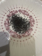 Kąkol polny nasiona łąka kwietna