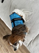 Kapok kamizelka ratunkowa dla psa xs niebieski