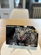 ZWIERZĘTA W ZOO - TYGRYS BENGALSKI - ZOBACZ POZOSTAŁE