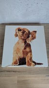 OBRAZ__ PIES __  MUZYKA __35 x 35