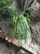 Trawa żubrówka- turówka wonna