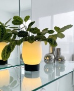 Maranta Tańcząca roślina 60cm szer.,Doniczka Lampka Led 22cm wys.zestaw