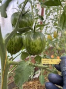 Pomidor nasiona kolekcjonerskie Brown & Black