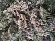 Krwawnik kwiat,ziele susz