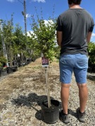 Lilak miniaturowy / Syringa 'Red Pixie' / Pień 80cm / 10l