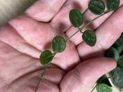 Hoja Hoya Serpens - 3 węzły