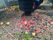 Krewetki Super Crystal Red