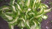 Hosta funkia      