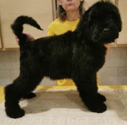 Czarny terier rosyjski ZKwP FCI po Championie,badania