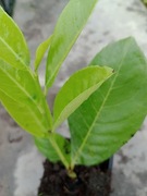 Laurowiśnia NOVITA w doniczce p9