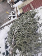 gałęzie jodły polskiej , na stroisz 