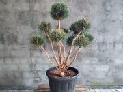 Sosna pospolita formowana 093 NIWAKI, BONSAI OGRODOWE, Topiary