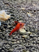 Red Devil OE - krewetki Caridina