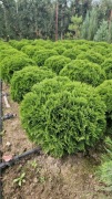 Tuja DANIKA,Thuja Occidentalis DANICA, średnica ok.50 cm, TRANSPORT