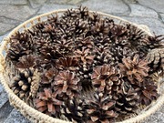 Szyszki sosnowe naturalne suche