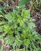 Bylica piołun sadzonka 