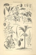 Kwiaty - Rośliny I    oryginalne XIX w. grafiki 