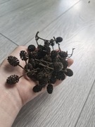 Szyszki olchy do akwarium dowolna ilość