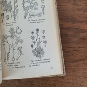 Przewodnik do oznaczania Roślin 1965 r.