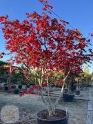 Klon Japoński / Acer Attaryi / Wys.300cm / 375l