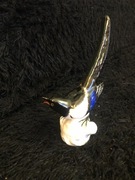 Lomonosow porcelana Sroczka