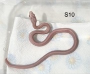 Wąż zbożowy poss rf.Snow / rf.Snow tessera / box i akcesoria