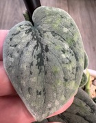 Scindapsus Snowfleck - pędówka