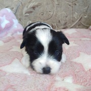 Yorkshire Terrier Biewer 