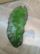 Hoya Undulata Silver Splash