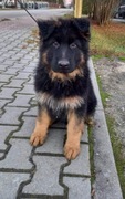 Sprzedam szczenięta rasy owczarek niemiecki długowłosy 