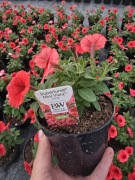 Supertunia Vista  mini Coral- wysyłka natychmiast