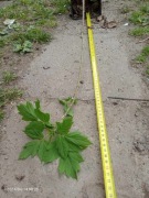 Klon sadzonka w doniczce 