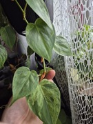 Philodendron hederaceum variegata 