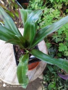 Trzykrotka reo meksykańskie nr 7